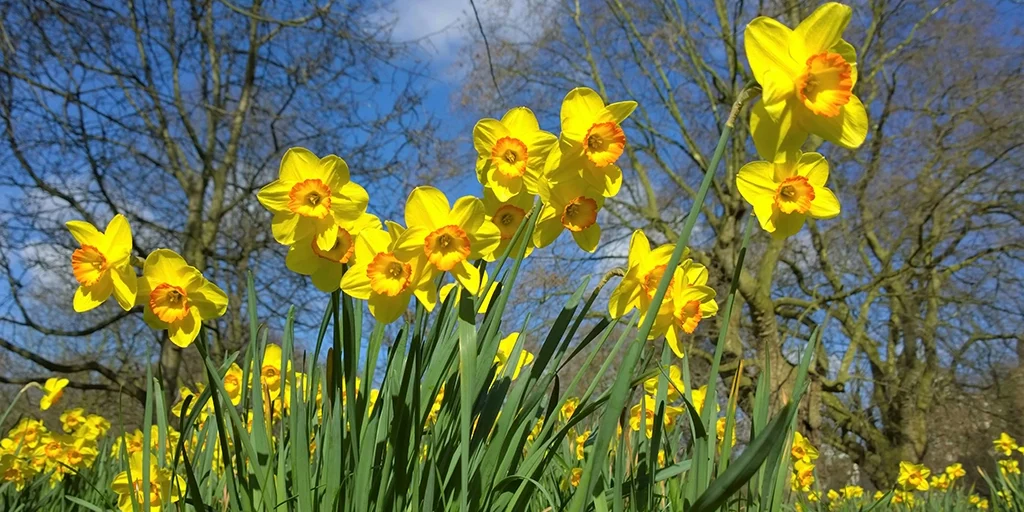 Fernwood-Cottages-Spring-Lake-District-1